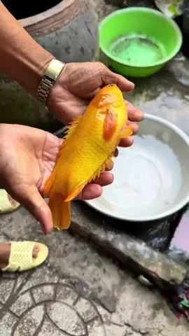 Nay cha đi ruộng câu được con cá rô vàng😄😄#xuhuongtiktok #carovang #mientayquetoi 