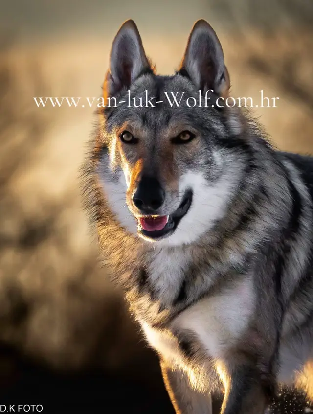 #ceskoslovenskivucjak #czechoslovakianwolfdog #wolfdog #fyp #czechoslovakianwolfdogpuppy 