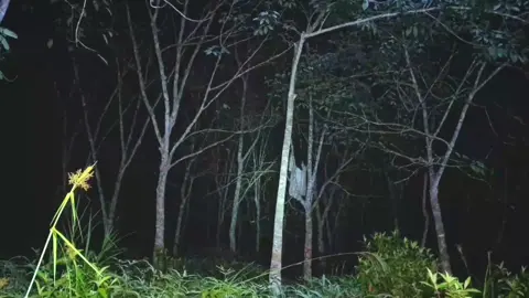 SOSOK PENGHUNI HUTAN YANG SANGAT MENGERIKAN#seram #setan #kuntilanak #tiktokhoror #hantu 