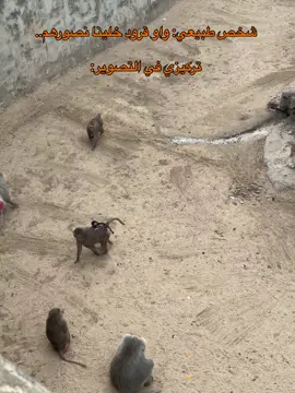 عبثيات حديقة الحيوان الجزء الثاني😂 - #funny #funnyvideos #ضحك #viraltiktok #fypp 