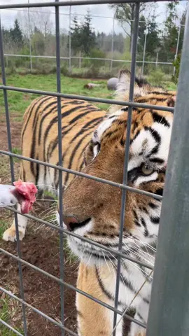 Atticus loves to savor every bite 😂 #tigersoftiktok #sanctuarylife #rescuecat #snacktime #fyp #notapet