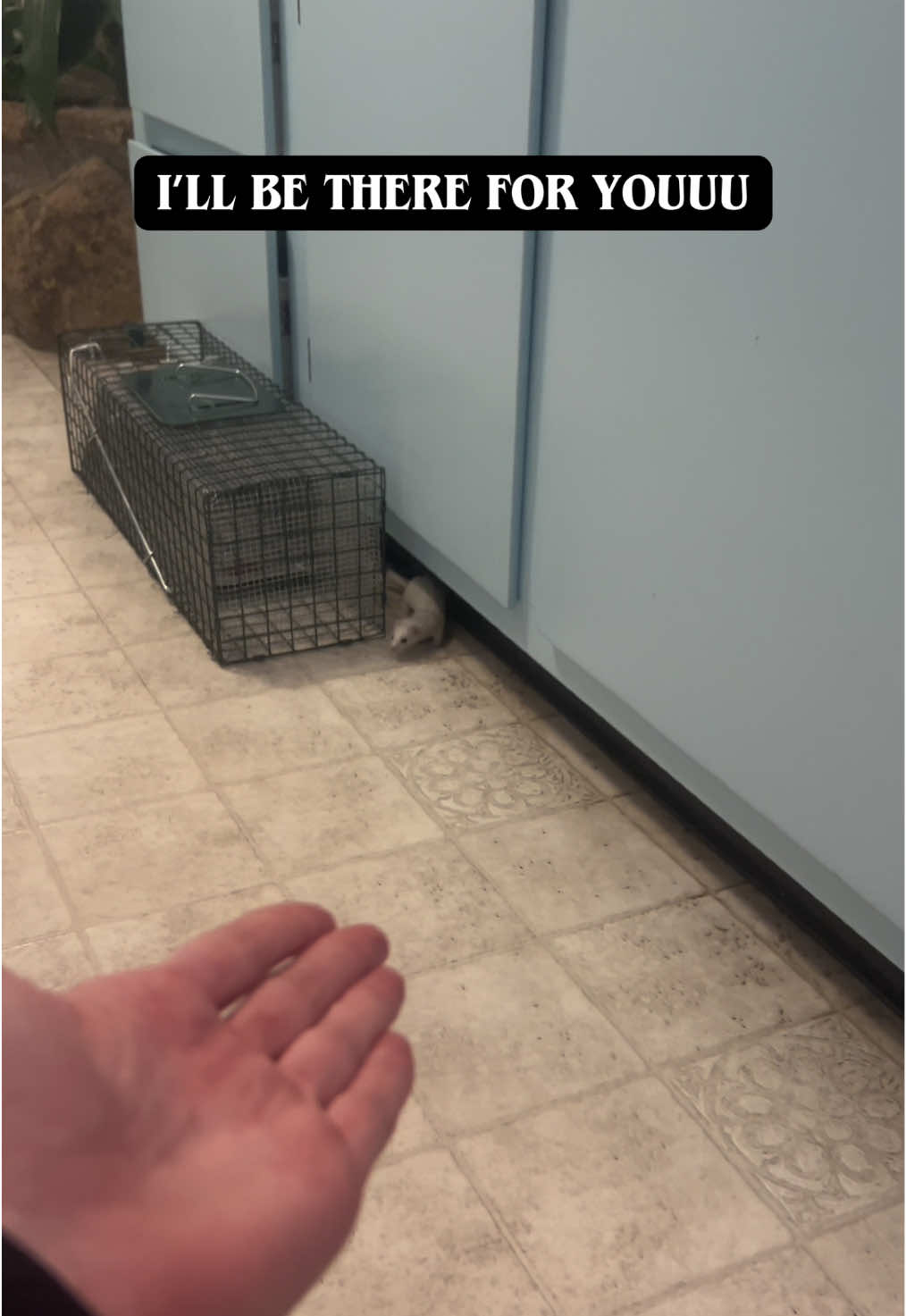 Adventures of Menny #weasel  #friends #PetsOfTikTok #ermine #snowweasel 