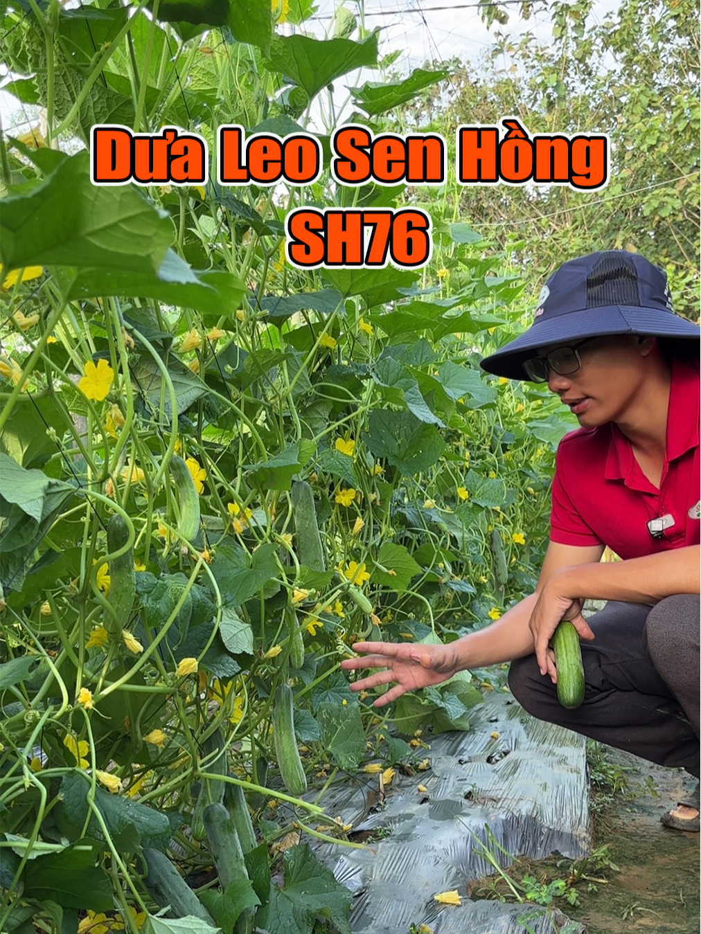 Cách canh tác dưa leo có thể cho thu dài ngày ra bông đậu trái được nhiều #dualeosh76, #dualeosenhongsh76, #sh76, #hatgiongsenhong, #hatgiong, #senhong, #hatgiongchatluongcao, #hatgiongnangsuat, #hatgiongraumau, #raumau, #nongnghiep, #nongnghiepsach, #rausach, #trongtrot, #kythuattrongtrot, #cachtrongraumau, #huongdantrongraumau,