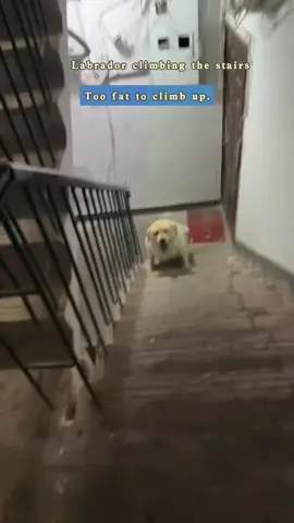 Labrador climbing the stairs，Too fat to climb up.
