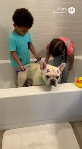 When the kids draw on the French bulldog with washable markers 😭🐶🖍️ #FrenchBulldog #FrenchieLife #DogFail #FunnyDogs #ViralPets