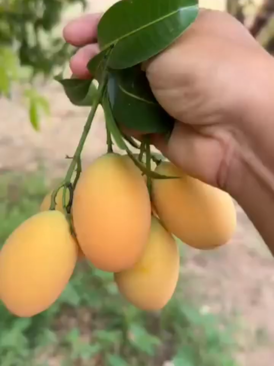 Yuk adopt sebelum kehabisan bibitnya. Mayongchid thailand ini best seller banget karena masih tergolong tanaman buah yang masih baru di indonesia.  Selain rasanya yang manisnya unik, mayongchid ini juicy banget. Manis, menyegarkan. Tersedia bibit dan indukannya Ga jual buahnya Pengiriman seluruh indonesia Melayani grosir dan pembelian satuan Follow @homegarden.34 Menyediakan segala macam bibit tanaman buah mulai dari ukuran kecil,sedang hingga ukuran indukan sudah produktif  Siap kirim keseluruh Indonesia hubungi  whatsapp 081246052435 Atau juga bisa klik link di bio admin @homegarden.34 Order isi format Nama : Alamat lengkap : (RT /RW nama jalan, kecamatan , kelurahan , kota) Kode pos
