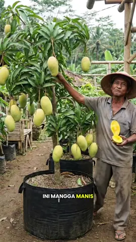 Tanaman mangga kiojay jumbo#manggakiojay #bibitmanggakiojay #tanaman #buah #viral 
