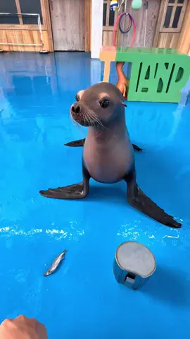 Dry sea lion  #animals  #amuse #sealion #lovely #tiktok
