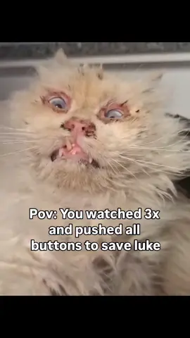 This is Luke. He was a house cat. Now he’s skin and bones, injured, and abandoned. A broken jaw. Severe neglect. This didn’t happen overnight — this is cruelty. Luke is hospitalized and fighting to survive. His life now depends on urgent medical care and your help. Someone walked away from him. We won’t. Please help Luke stay alive. 🙏 #SaveLuke #UrgentRescue #CatRescue #AnimalCruelty #PetTok 