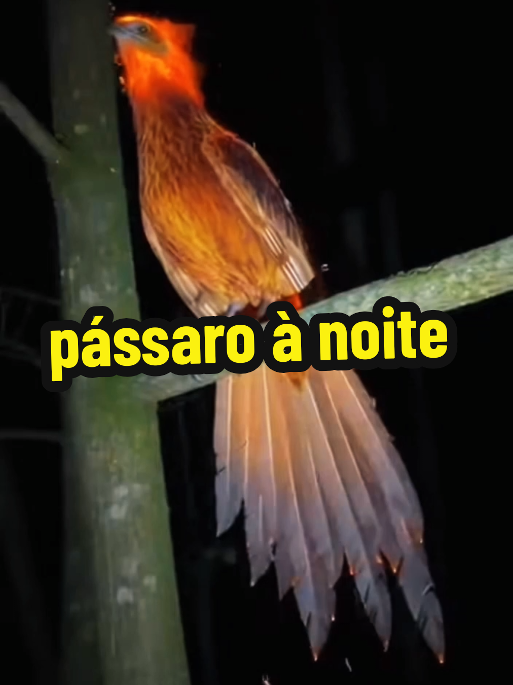 pássaro sobrenatural  #vira #alimais #creatorsearchinsights #terror #flocoriio 