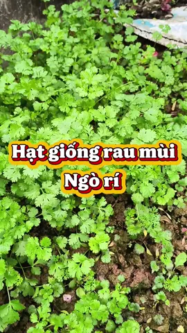 Hạt giống rau mùi, ngò rí #hatgiongraumui #hatgiongngori #mebimreview #xaykenhtiktok #viral 
