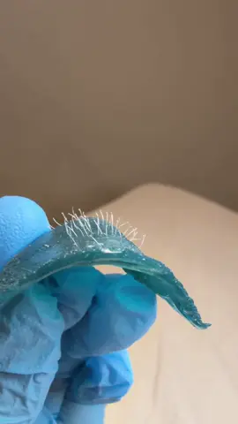 Waxing doesn’t just remove hair — it helps weaken the follicle over time. By consistently removing hair from the root, follicles begin to produce thinner, softer regrowth, leading to longer-lasting smoothness. This is why consistency matters 🤍 #WaxingBenefits #HairReduction #WaxingEducation #HairFollicle #LicensedEsthetician  