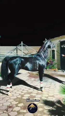 #مربط توب1#خيل_وخياله🐎 #جبد_الكويت #هاشتاق #top1 