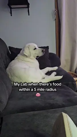 And someone said Labs don't drool 🤣 #englishlab #labsoftiktok #labrador #labradorretriever #justagirlandherdog 