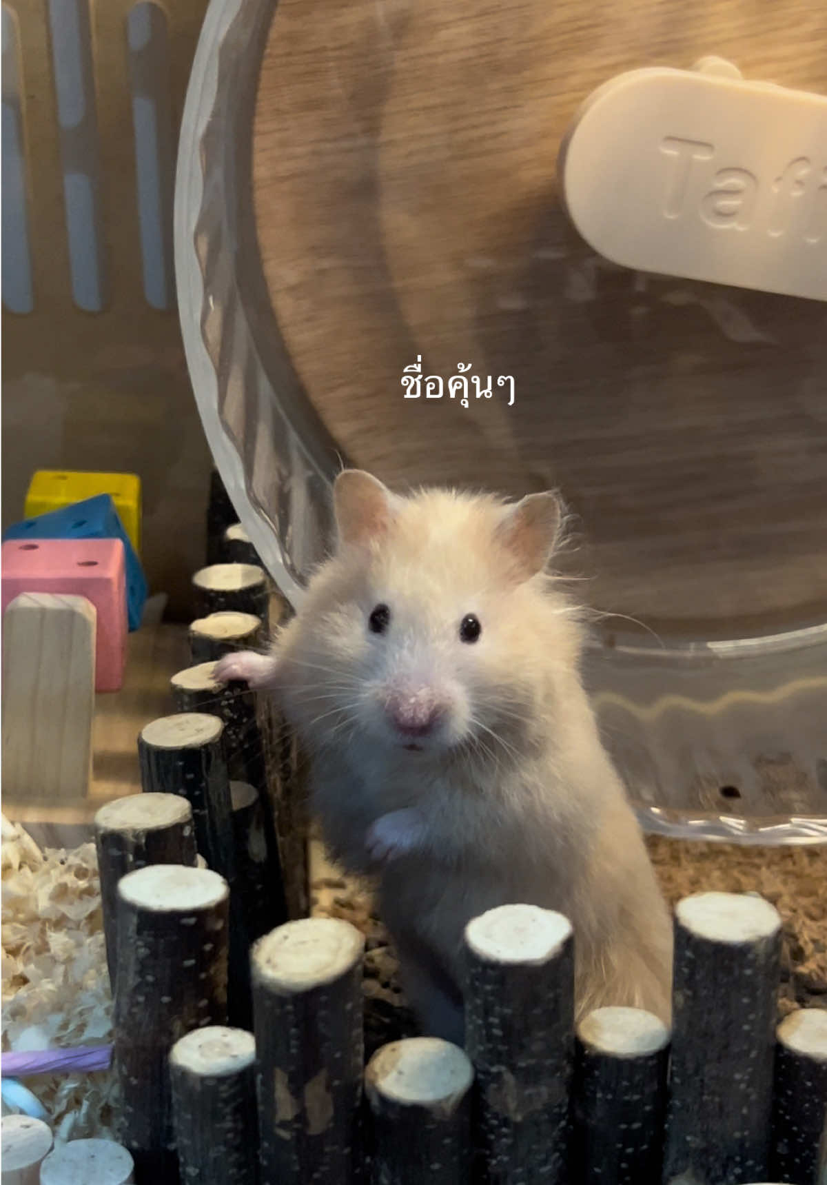 วันอิสรภาพของเค้ก #hamsters #hamstergang #syrianhamster #fyp #hamstersoftiktok 