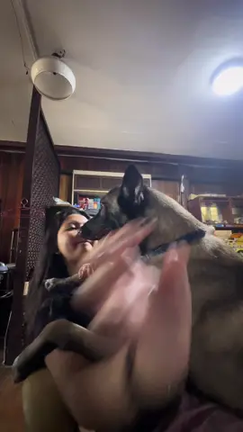 Morning kisses and love with our big boy 🥰 #maligator #belgianmalinois #dogsoftiktok #fyp #minivlog 