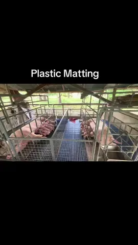Plastic Matting for pig #hograiser #plasticmatting #matting 