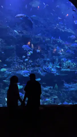 🌊🐟✨🩵 #bxsea #bxseabintaro #aquariumdate 
