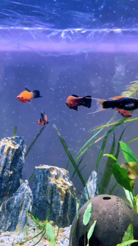 #акваріумістика #рибка #mieczyk #xiphophorus #fish 