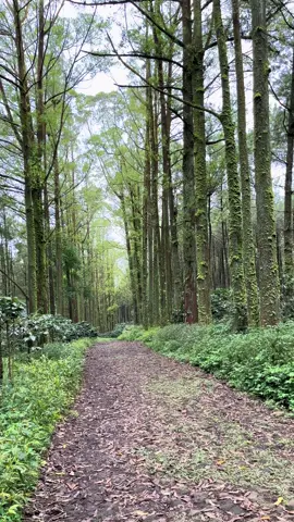 Budug Asu Pine Forest  #budugasu 