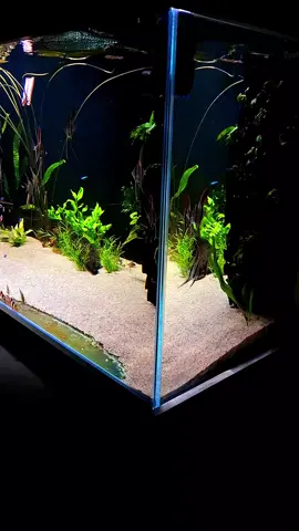 #1000l #emerakwarysta #akwariumslodkowodne #altumorinoco #neonfish 