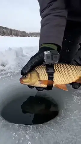 ❄️🐟 This Fish Found a Dark Secret Under the Ice…#f#fypf#foryouf#foryoupagev#viraltrending 