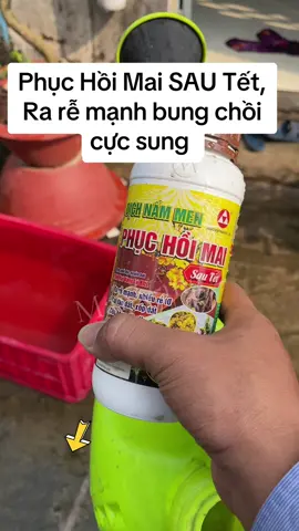 Phục Hồi Mai SAU Tết, Ra rễ mạnh bung chồi cực sung #phuchoimai #phanbonmaivang #kichre #kichremaivang #duongre 