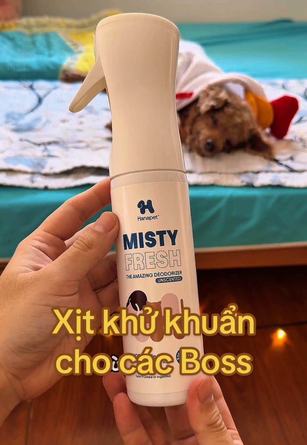 Xịt khử khuẩn cho các Boss #caiphongnhoxiu #chopoodle #poodle #hanapet #veéinhchomeo@