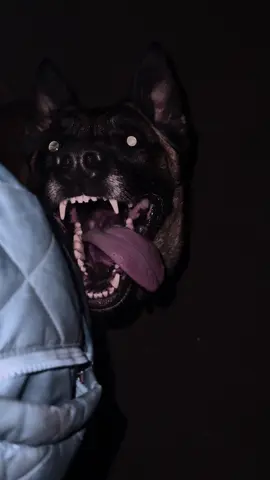 #belgianmalinoisoftiktok #belgianmalinois #workingdogsoftiktok 