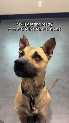 Vet check for Six so he can fly to his forever home🥹💛