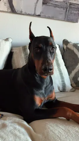 Aura farming #doberman #dogsoftiktok 