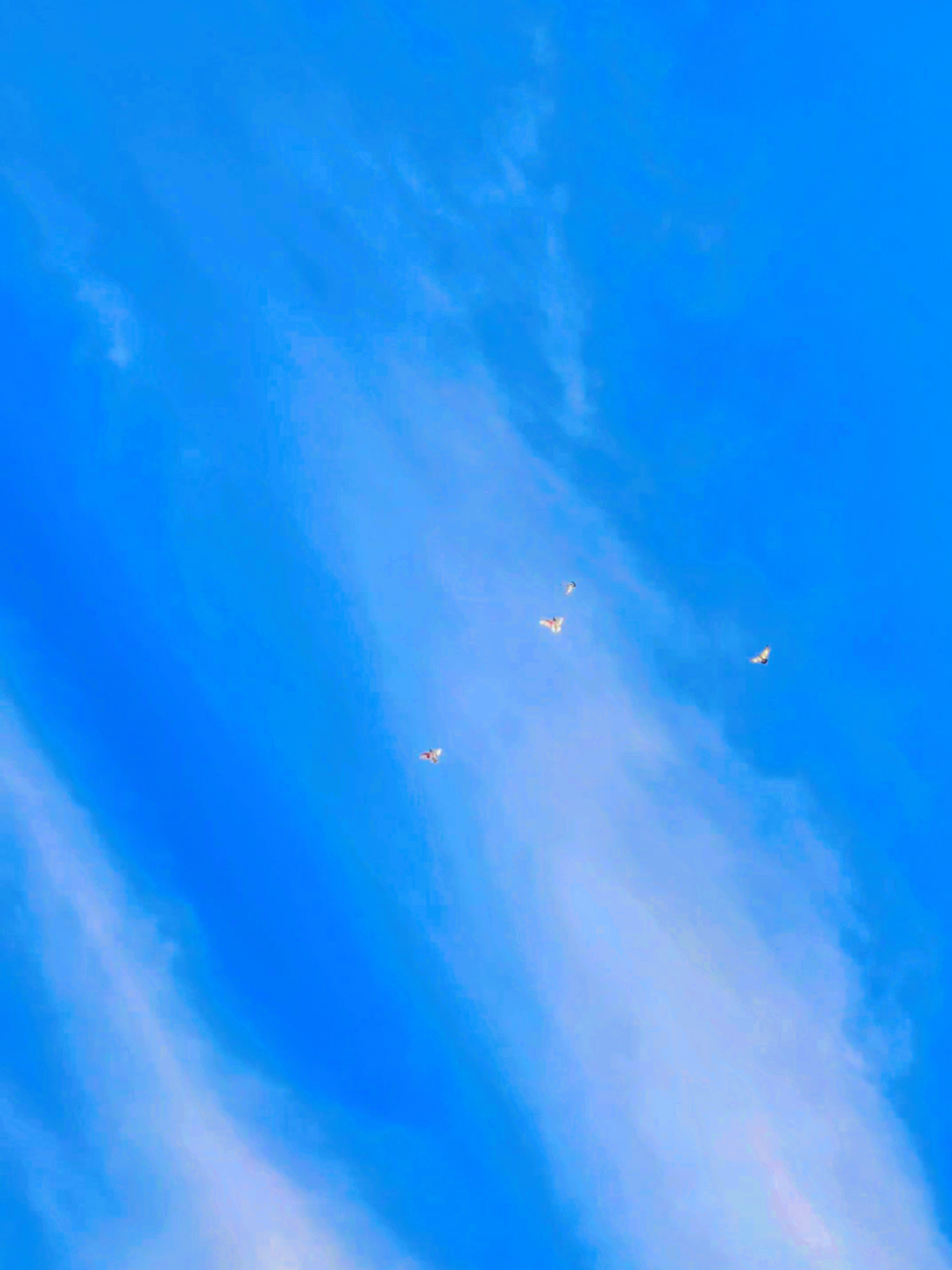 #viralvideo #fypシ゚viral @MalikuzairAwan01 @Raju.Chakwaliya @𝑴𝒂𝒍𝒊𝒌 𝑭𝒂𝒊𝒛𝒂𝒏℘⁖✭ @ÑÓT YØÛR RÁجÅ @꧁☠️𝐔𝐬𝐚𝐦𝐚 𝟑𝟏𝟑👑❆꧂ @Abuzar Malik21 @AtoZ Kehror Pakka aseels @Atifkhan7979 @Baloch786group @ABUBAKAR @AHMAD✨ 