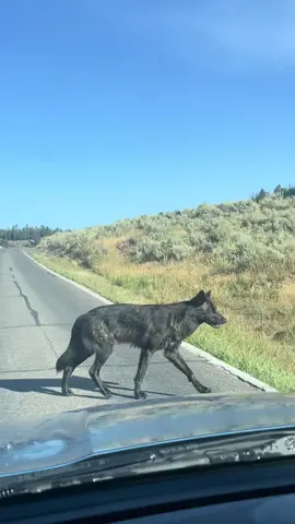 Repost from @BrookBabbles: Wolf crossing the road in Yellowstone National Park. 🐺 It was the most incredible morning working in Yellowstone National Park **--** A seasonal Yellowstone worker captured a gray wolf calmly crossing a park road, noting she’s worked in the park for two summers but has rarely seen wolves this close. Gray Wolves were absent from the park for nearly 70 years before reintroduction began in 1995. And today their growing numbers are already reshaping the ecosystem, from keeping overgrazing elk and deer in-check to supporting scavengers like ravens and coyotes. This video is a reminder that seeing a wolf simply acting like a wolf is both moving and ecologically important. Take action for wolves today at TeamWolf.Org!