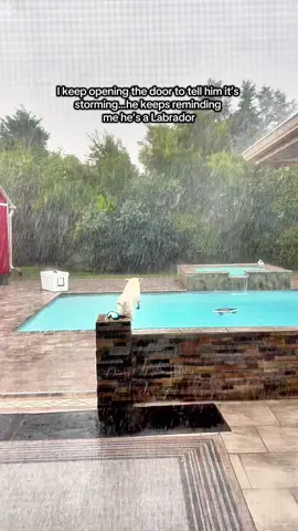 CCR said “Have You Ever Seen the Rain?”Buster said “Yes… and I’m swimming in it.” 🌧️💦 #labrador #dogsoftiktok #labmom #dogmom #fyp 