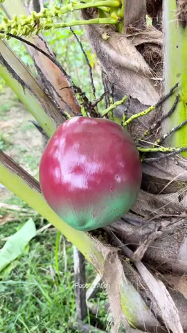 Kelapa 