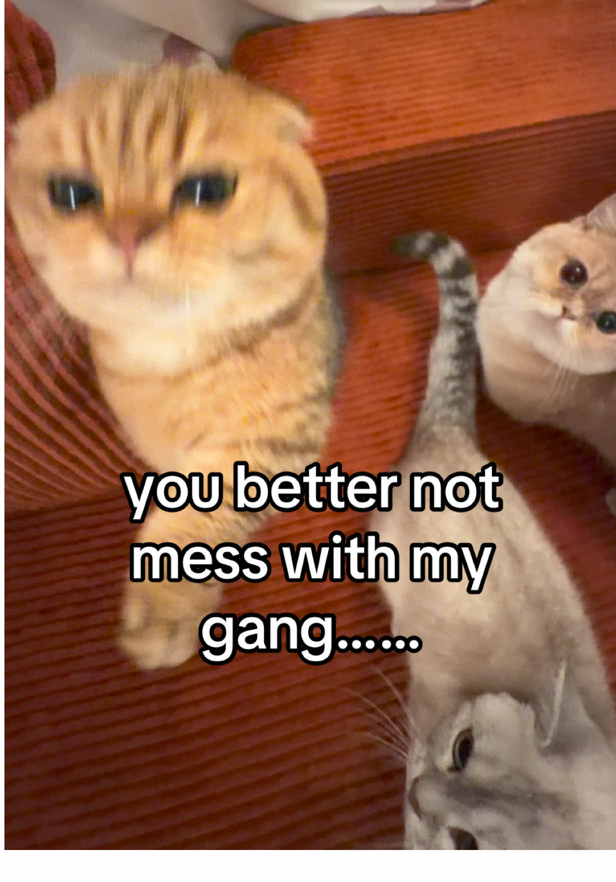 🤫 #fypppppppppppppppppppppppppppppp #doobscoobgoob #catsoftiktok #fypシ゚viral 