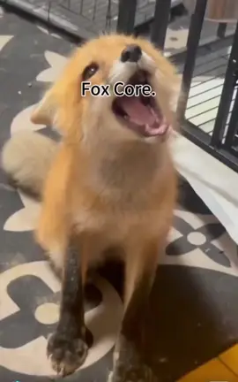 ЛИСИЧКА  ОБОЖНЮЮ ЇХ #fyp #fox #edit #foxcore 