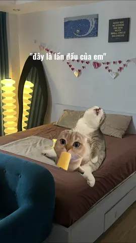 Có em ghệ được cái học giỏi tiếp thu nhanh 👀🧐 #homestay #homestayhanoi #meme #cat #our20shomestay 