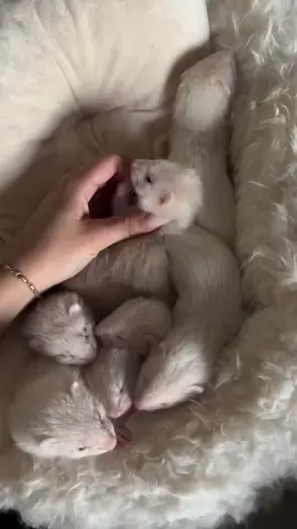 Our goal is to find caring and responsible families who will give them the attention and affection they deserve. Each ferret has been well cared for and is ready to become a wonderful companion. #FerretsForAdoption #FerretLove #PetRehoming #ExoticPets #FurryFriends     