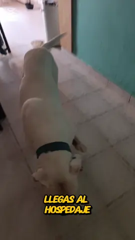 chikitito #dogoargentino🔥 #parati #fyp #fypシ゚ #animal 