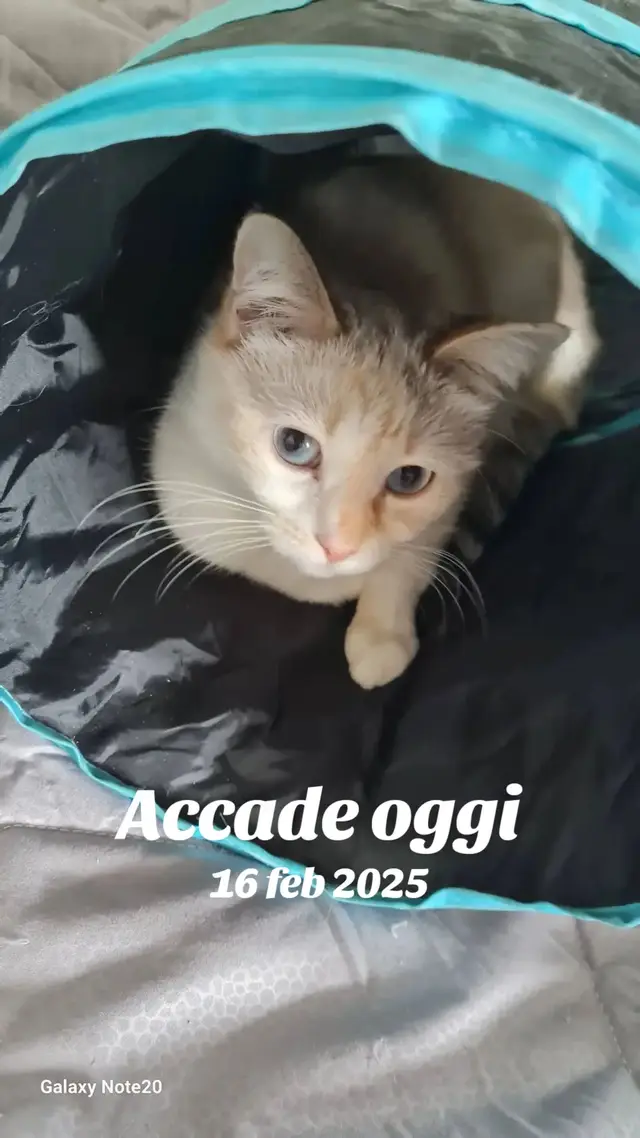 #accadeoggi