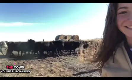 #laurafarmtiktok #laurafarms #laurafarm #cows 