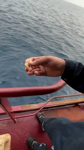 Angola Sea Shark. #fypシ #unfreezemyaccount #Vlog #viral #ship 