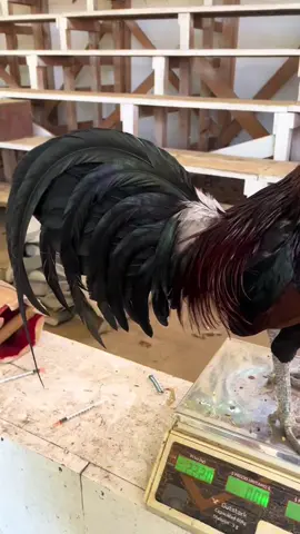 #TexasGamefowl #GeorgiaPoultry #FloridaFarm