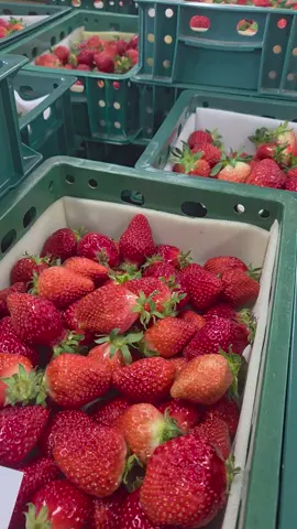 Đi làm ngày tết , ko có bánh chưng chỉ có dâu #vietnamkorea🇻🇳🇰🇷 #xuhuongtiktok #congvieccuatoi #cuocsonghanquoc #dâutayy🍓 @Min 66 🇰🇷🇻🇳 @Min 66 🇰🇷🇻🇳 
