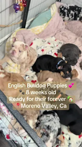 Ready to go🏡 EB puppies 8 weeks old. #8weeksold #englishbulldogpuppy #puppiesoftiktok #happypuppies #PuppyLove 