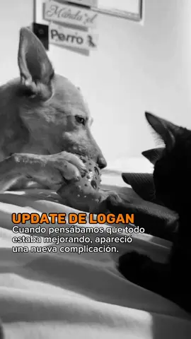 Una cosa tras otra. Parece que las cosas no acaban. Hace una semana Logan fue examinado rigurosamente cuando lo internaron de emergencia, se le examinó su corazón y se reportó bradicardia (frecuencia cardiaca muy baja) la cual era producto de la crisis de Addison pero nadie había detectado un soplo en su corazón hasta hace apenas dos días atrás.  Es tanto lo que sucede al mismo tiempo que no se ni cómo sentir más.  La próxima semana tiene cita con el cardiólogo, lo estamos detectando temprano y vamos a actuar de inmediato, pero es imposible no frustrarse cada vez más.  No dejen de orar por Logan, y si lo tiene a bien, inclúyanme en sus oraciones, ver a mi mejor amigo así no es fácil, yo soy y siempre seré un hombre que resuelve, voy a hacer hasta lo imposible por Logan pero es inevitable que algo tan abrumador no me quiebre por dentro.  Me reúso a ceder o rendirme, la murición no gana, aunque sea en pedazos pero de esto vamos a salir. 