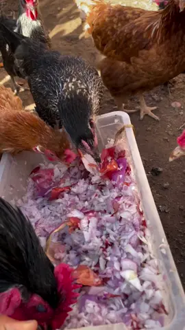 FAIDA ZA KUWAPA KUKU VITUNGUU 1. Hufanya mayai yaonje vizuri: Vitunguu vinaweza kuboresha ladha ya mayai ya kuku. 2. Hupambana na magonjwa: Vitunguu vina mali za antibacterial na antiviral zinazoweza kuwasaidia kuku kupambana na magonjwa. 3. Hufanya kuku wawe na afya njema: Vitunguu vina vitamini na madini muhimu kama vile vitamini C na B6, ambayo ni muhimu kwa afya ya kuku. 4. *LLHupunguza stress: Vitunguu vinaweza kusaidia kupunguza stress kwa kuku, hasa wakati wa mabadiliko ya hali ya hewa au mazingira. 5. Hufukuza wadudu: Harufu ya vitunguu inaweza kufukuza wadudu kama vile mites na fleas kutoka kwa kuku. Follow @yobo_rain_farm  #virals #1M #1b #education #livestock 