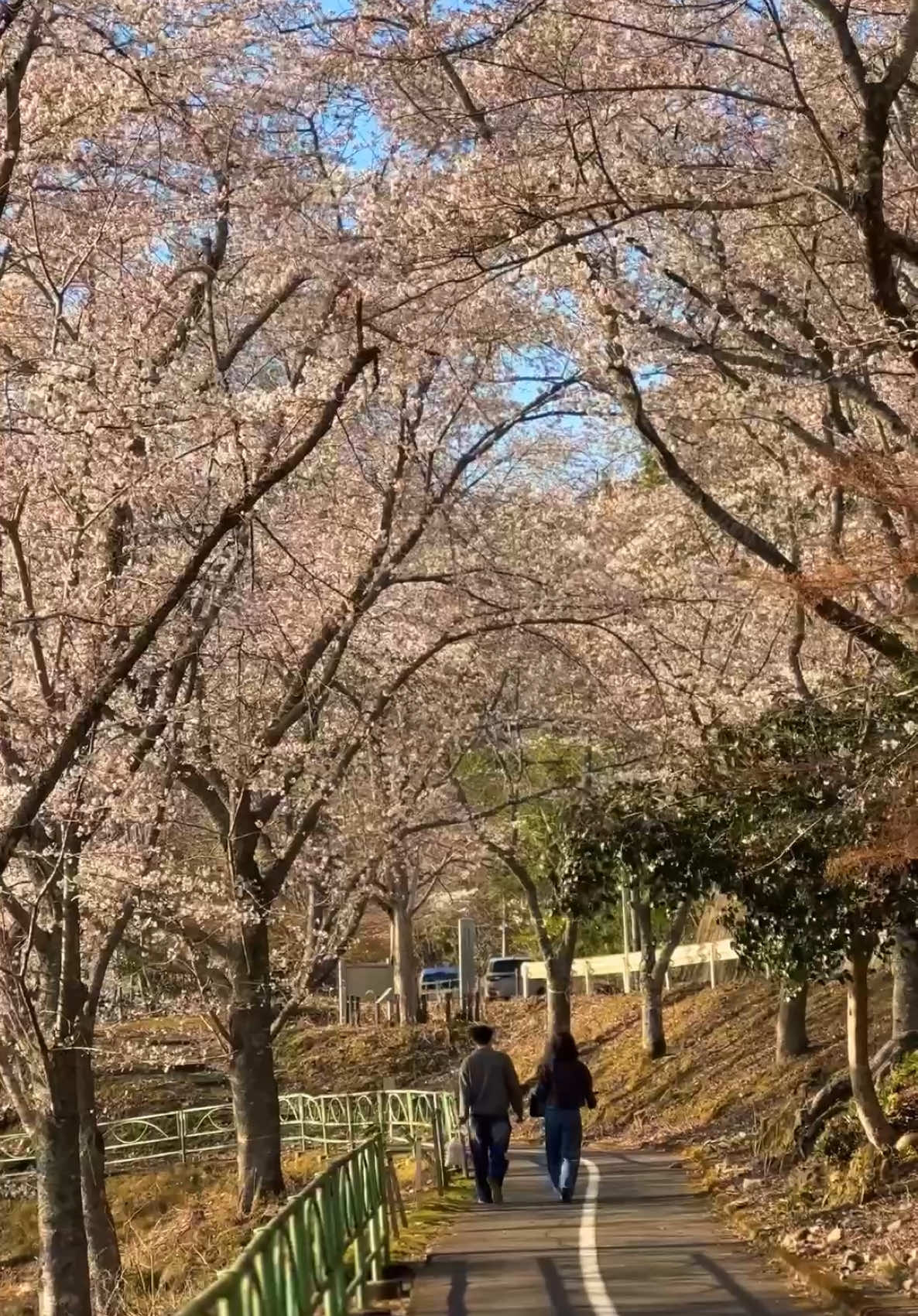 #japan #japanvibes #sakura #cherryblossom #8letters 