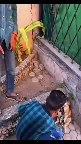 The children asked for help because they thought the mother cat was dead, but the mother and her kittens were saved.#animals #rescue #cat #PetsOfTikTok 